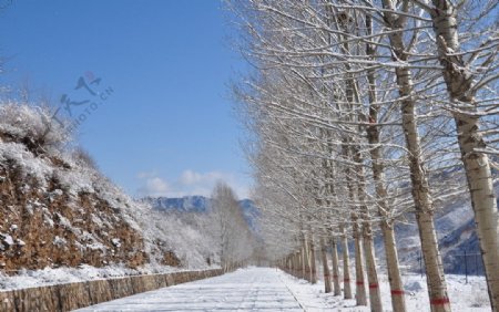 雪景白杨树十七道沟景色图片