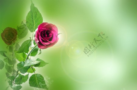 红玫瑰梦幻绿色背景图片