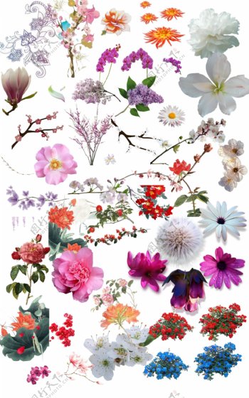 各种花的PSD分层素材图片