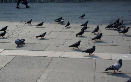 布拉格广场上的和平鸽图片