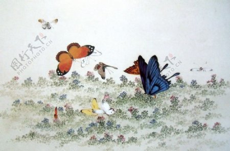 国画蝴蝶图片