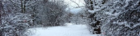 积雪的灌木层图片