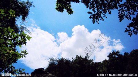 树木蓝天白云图片