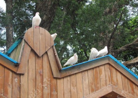 广州动物园鸽子图片