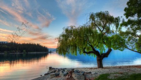 湖边柳树绝美风景图片