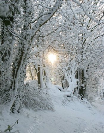 冬天森林美丽雪景图片