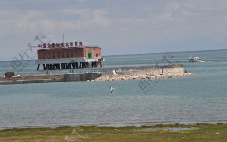 青海湖图片