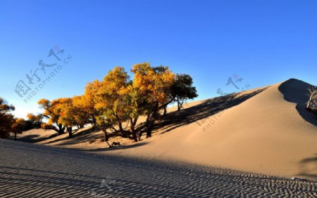 大漠胡杨图片