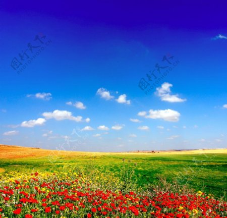 蓝天白云绿野红花图片