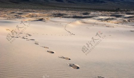 足迹凯尔索沙丘莫哈韦沙漠图片