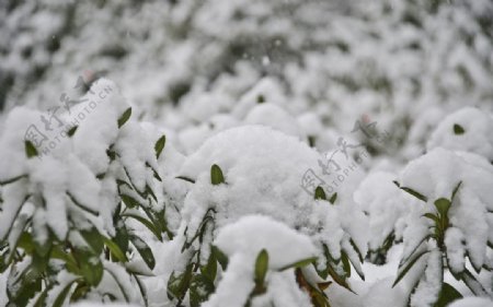 雪景图片