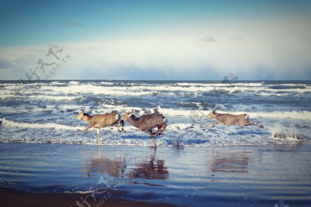 海边羚羊图片