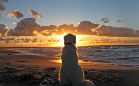 狗与夕阳图片
