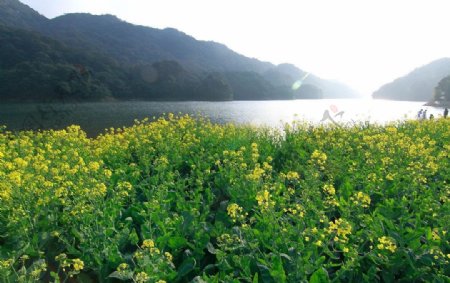 从化石门国家森林公园花海图片