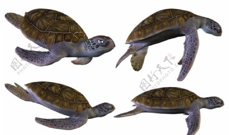 海龟素材图片