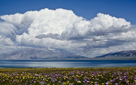 塞湖花海图片