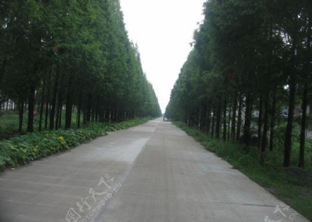 村村通公路绿化图片