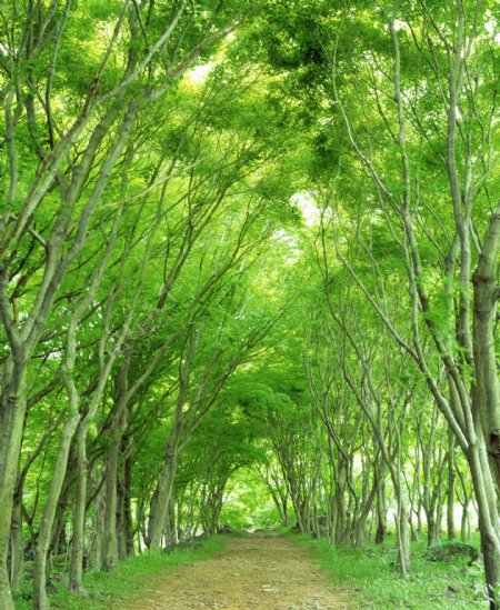 绿树林间小路图片