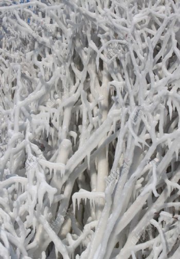 树枝冰景图片