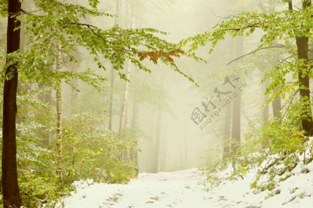 森林的雪中小路图片
