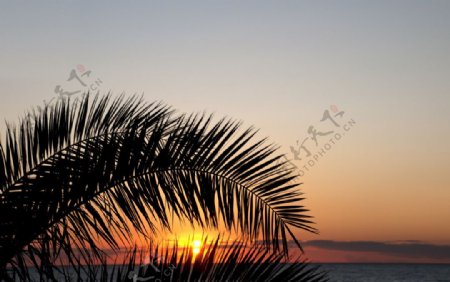 海边的棕榈树图片