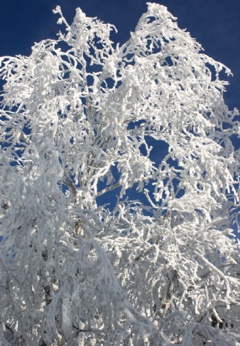 冬天树枝上的积雪图片