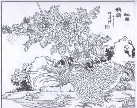 鹌鹑秋菊图片