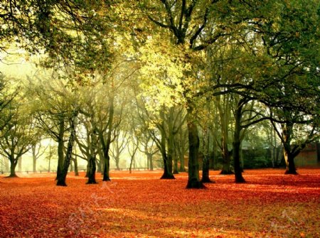 秋天的树林满地的树叶图片