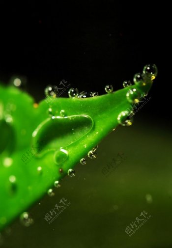 水珠与绿叶图片