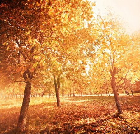 金色的秋天树林图片