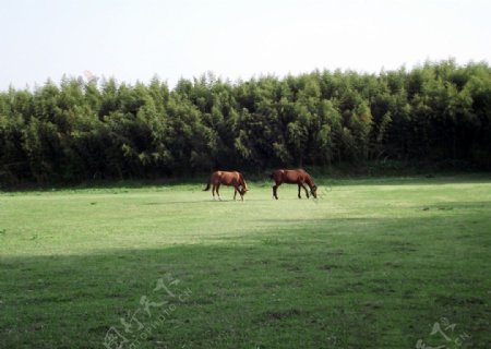 马吃草图片