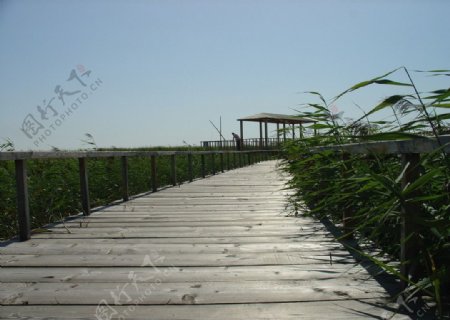 湿地水上栈桥图片