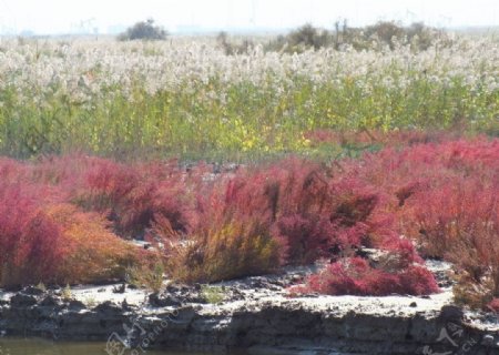黄河口湿地自然风光图片