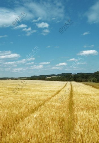 金色的麦田景色图片
