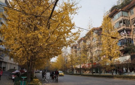 街道树木图片