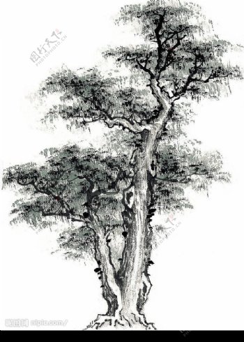 树木5图片