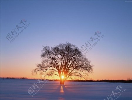 一棵树落日余辉图片