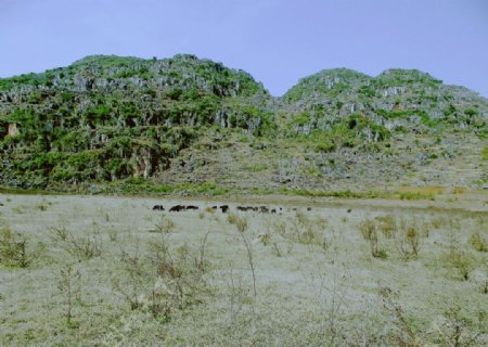 蓝山下的羊群图片