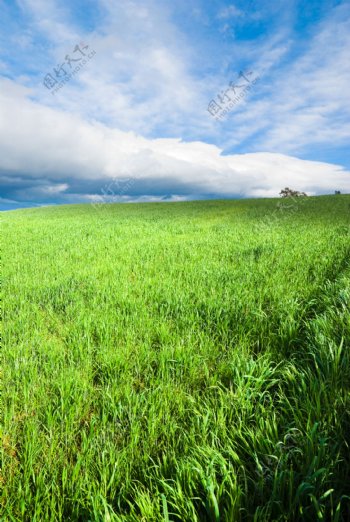 蓝天白云草从草地高清图片