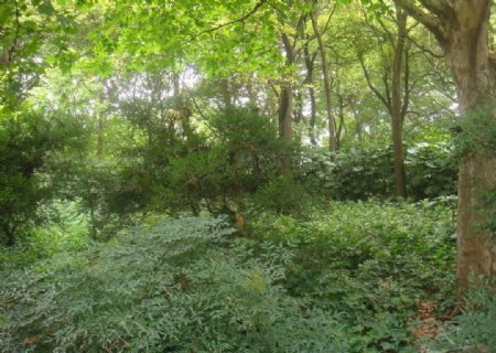 上海森林公园植物图片