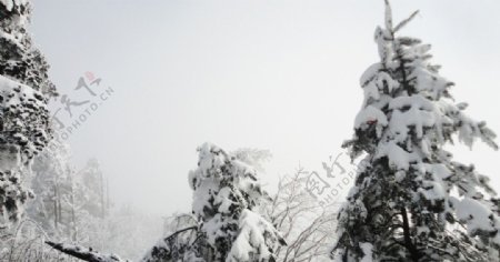 雪松图片