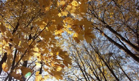 秋天树林图片素材下载