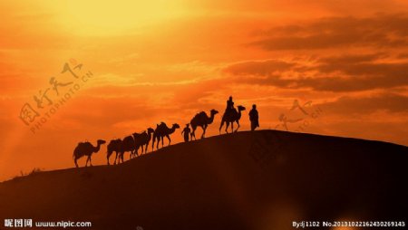 夕阳下骆驼图片