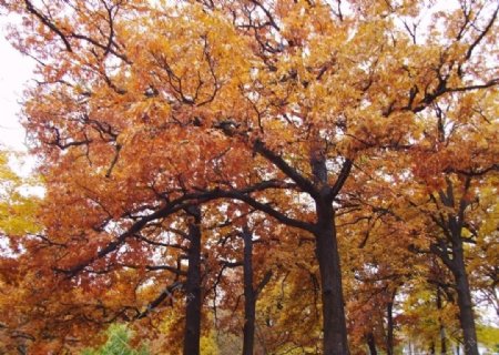 秋天野外森林风景图片