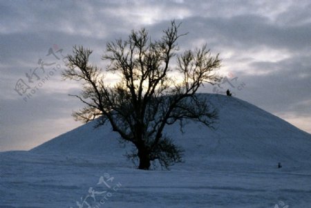 冬天里的一棵树图片