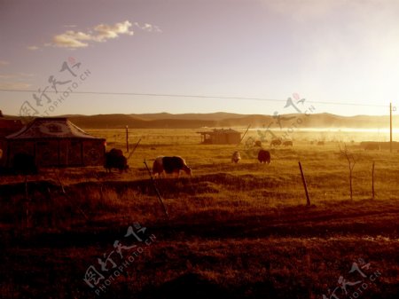 草原牧场图片