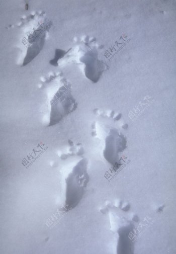 雪地中的脚印图片