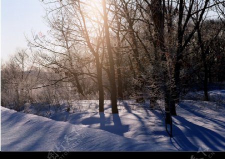 阳光树林雪地图片
