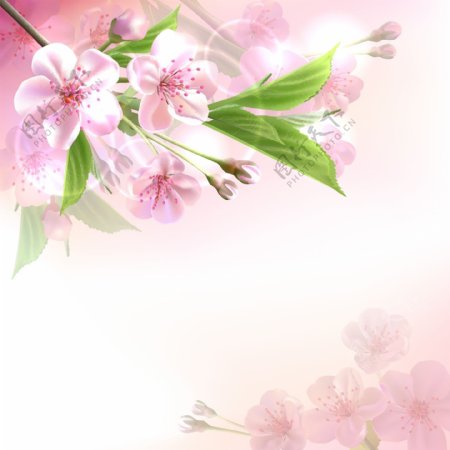 春天鲜花背景图片