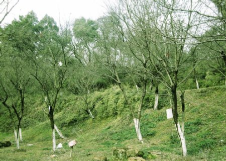 绿化树林图片